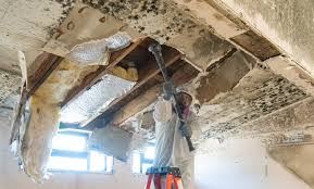 Best Black Mold Removal  in Penn Estates, PA